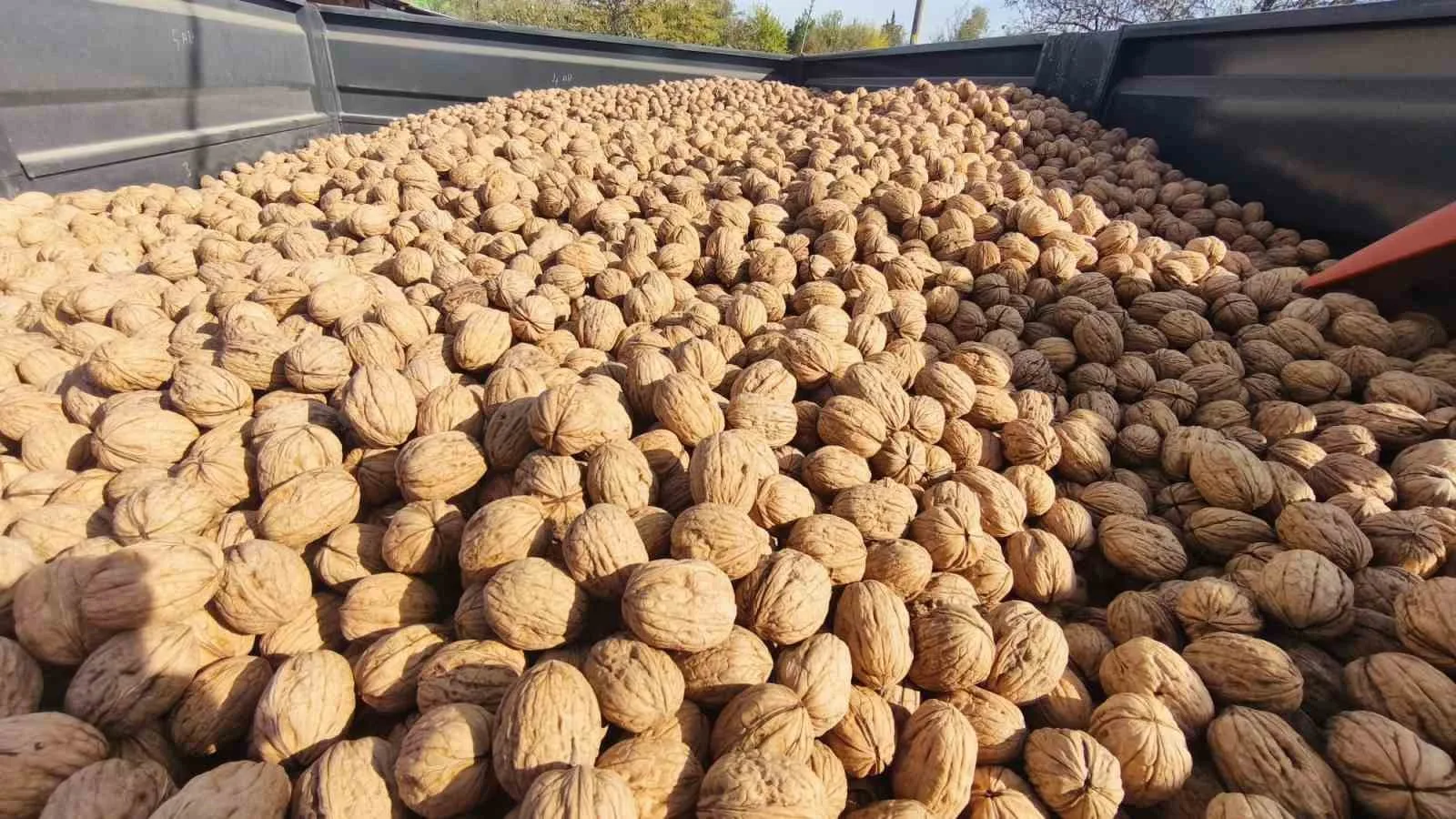 Edirne’de 400 ton ceviz rekoltesi bekleniyor: Üreticiler ürün kalitesi ve verimden memnun