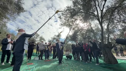 21. Uluslararası Zeytin Hasat ve Turizm Festivali’nde hasat yapıldı